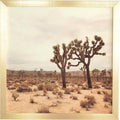 Beige Photographic on Wood in Gold Frame 20x22 L981
