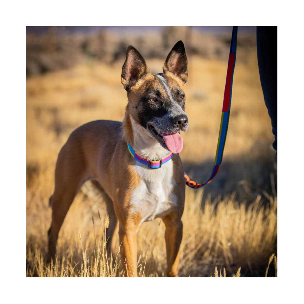 GoodDog Collar S58576